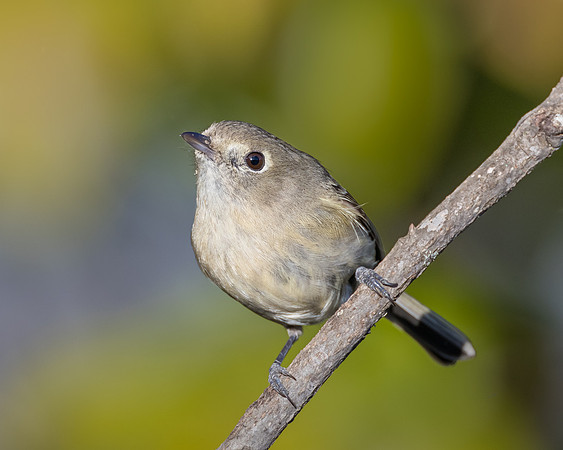 Hutton's Vireo
