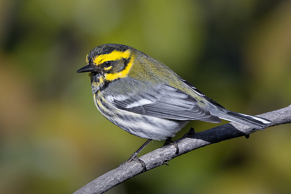 Townsend's Warbler