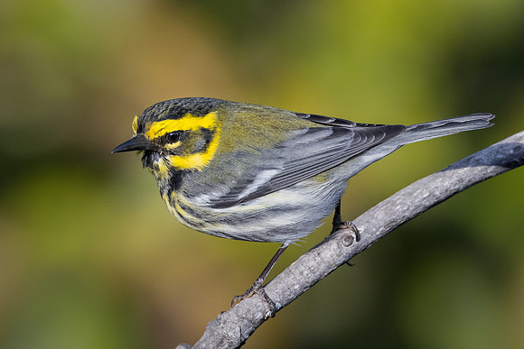 Townsend's Warbler