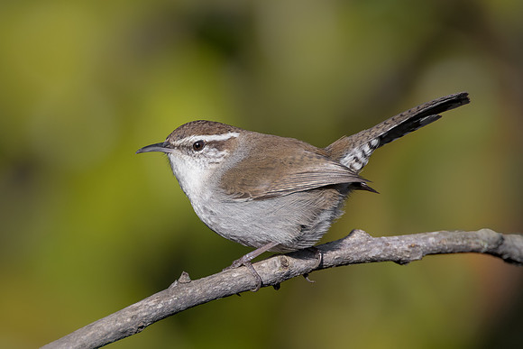 Bewick's Wren