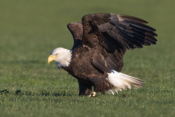 Bald Eagle