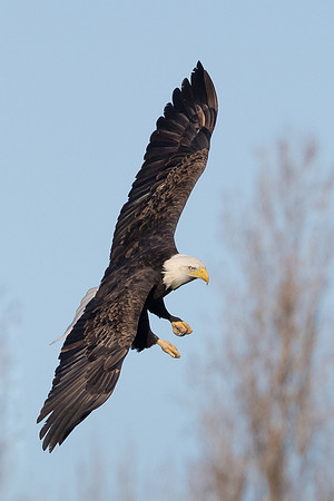 Bald Eagle