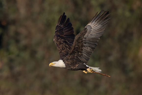 Bald Eagle, with nest material