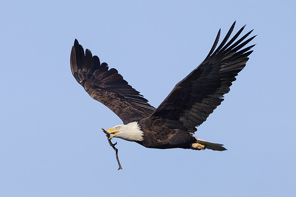 Bald Eagle, with nest material