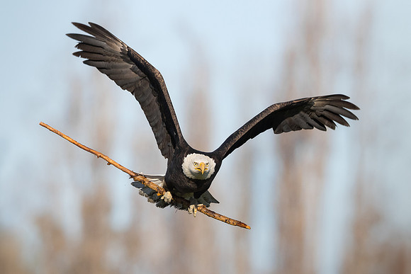 Bald Eagle, with nest material