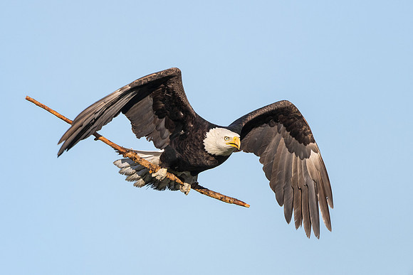 Bald Eagle, with nest material