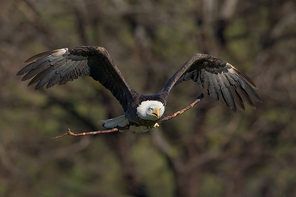 Bald Eagle, with nest material