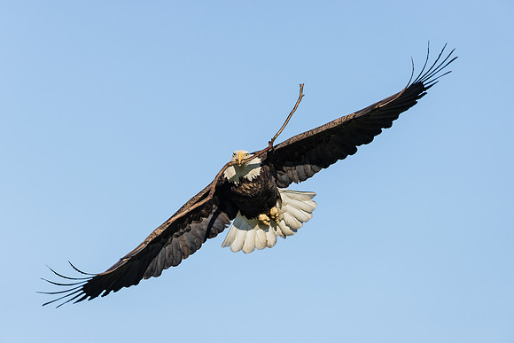 Bald Eagle, with nest material