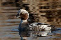 Leucistic Goldeneye