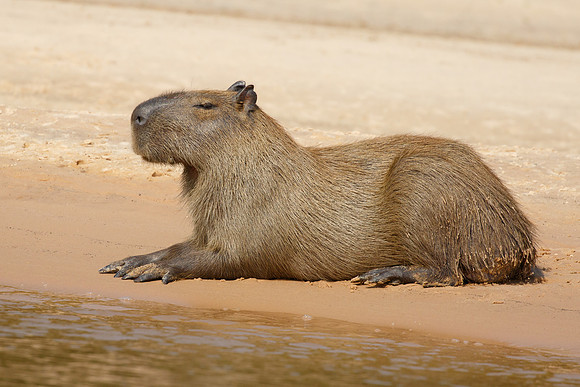 Capybara