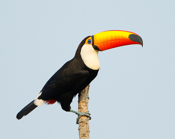 Toco Toucan
