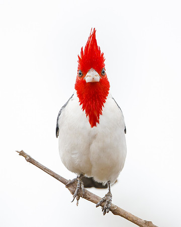 Red-crested Cardinal