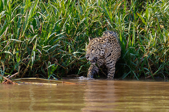 Jaguar