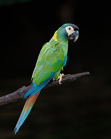 Yellow-collared Macaw