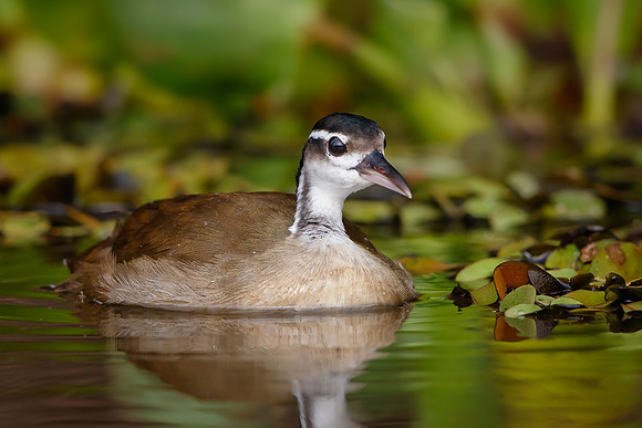 Sungrebe