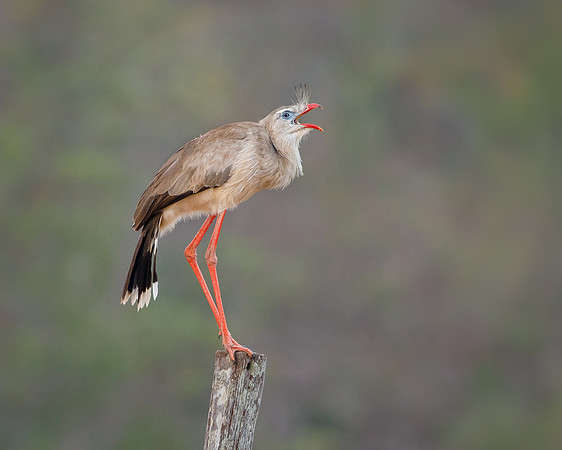 Red-legged Seriema