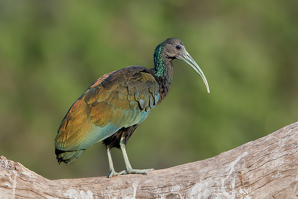 Green Ibis