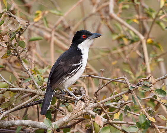 Great Antshrike