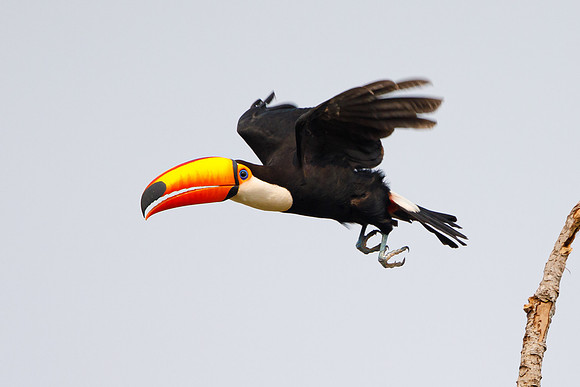 Toco Toucan