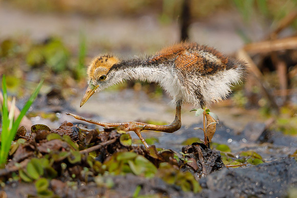 Wattled Jacana, chick