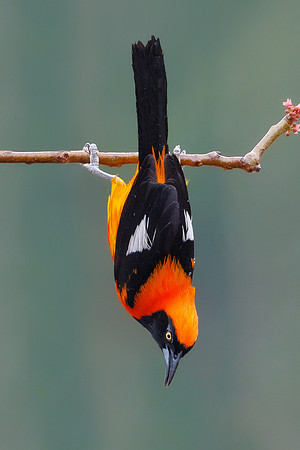 Orange-backed Troupial