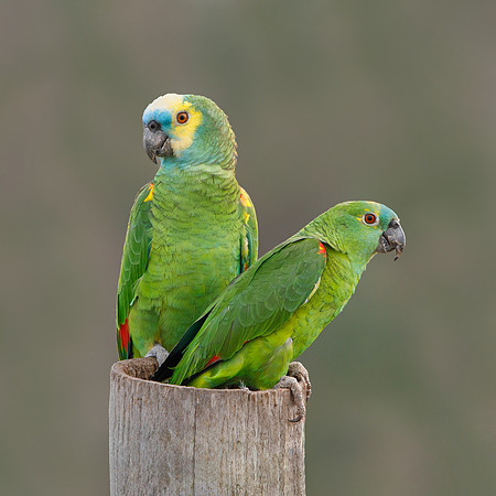Blue-fronted Parrots, at nest