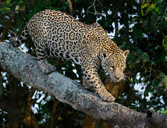 Jaguar