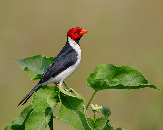 Yellow-billed Cardinal