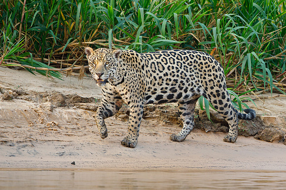 Jaguar