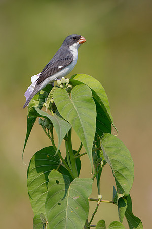 White-bellied Seedeater