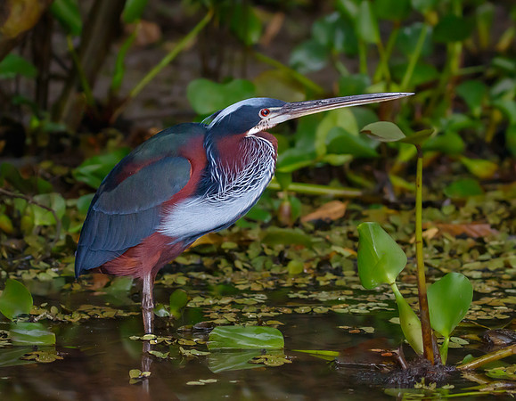Agami Heron