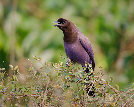 Purplish Jay