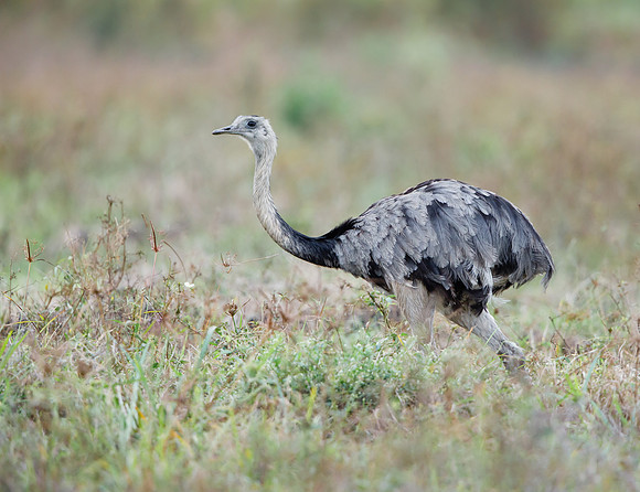 Greater Rhea