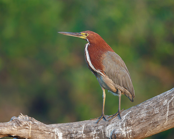 Rufescent Tiger-Heron
