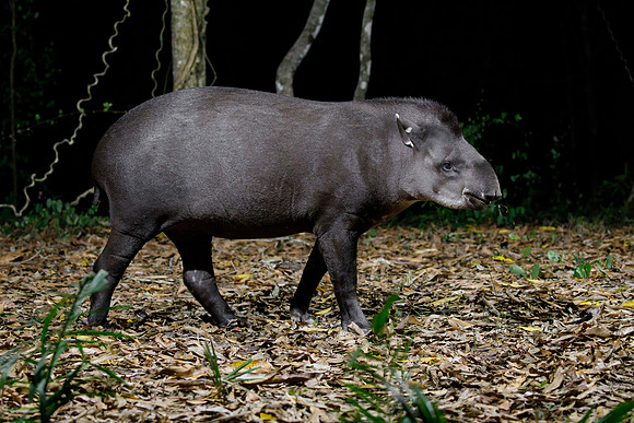 Brazilian Tapir (baited)