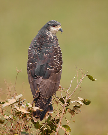 Snail Kite, female