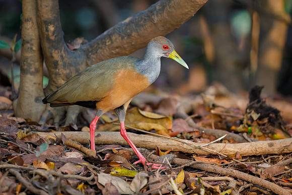 Gray-necked Wood-Rail