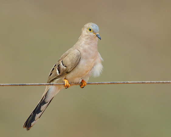 Long-tailed Ground-Dove