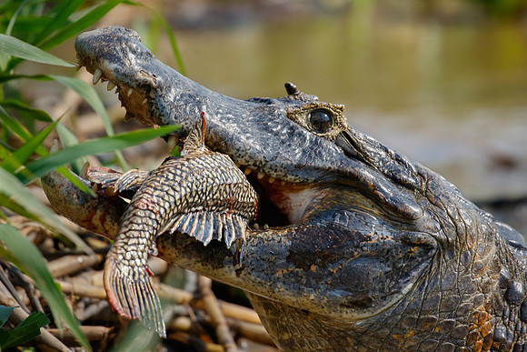 Caiman with catfish