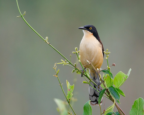 Black-capped Donacobius