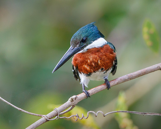 Green Kingfisher (male)