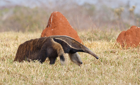 Giant Anteater