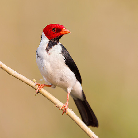 Yellow-billed Cardinal