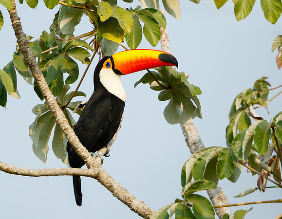 Toco Toucan