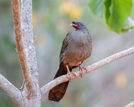 Chaco Chachalaca
