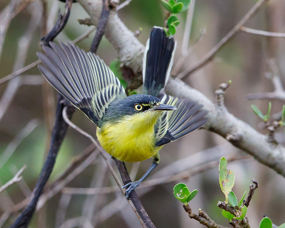 Common Tody Flycatcher