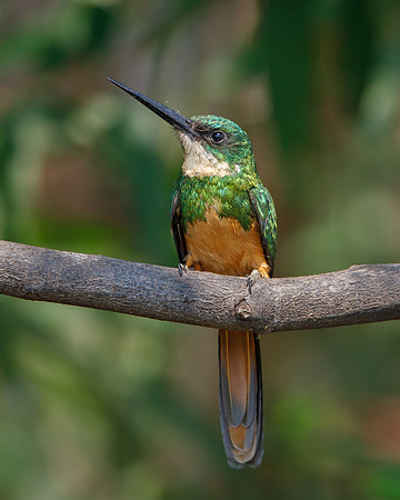 Rufous-tailed Jacamar