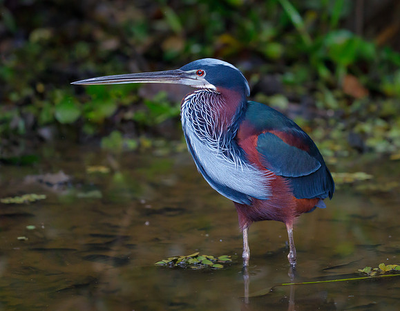 Agami Heron