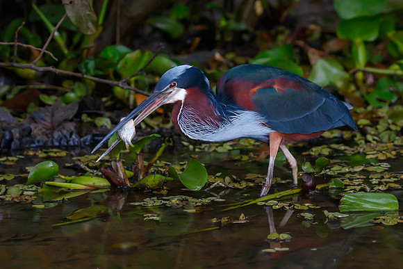 Agami Heron