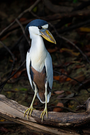 Boat-billed Heron